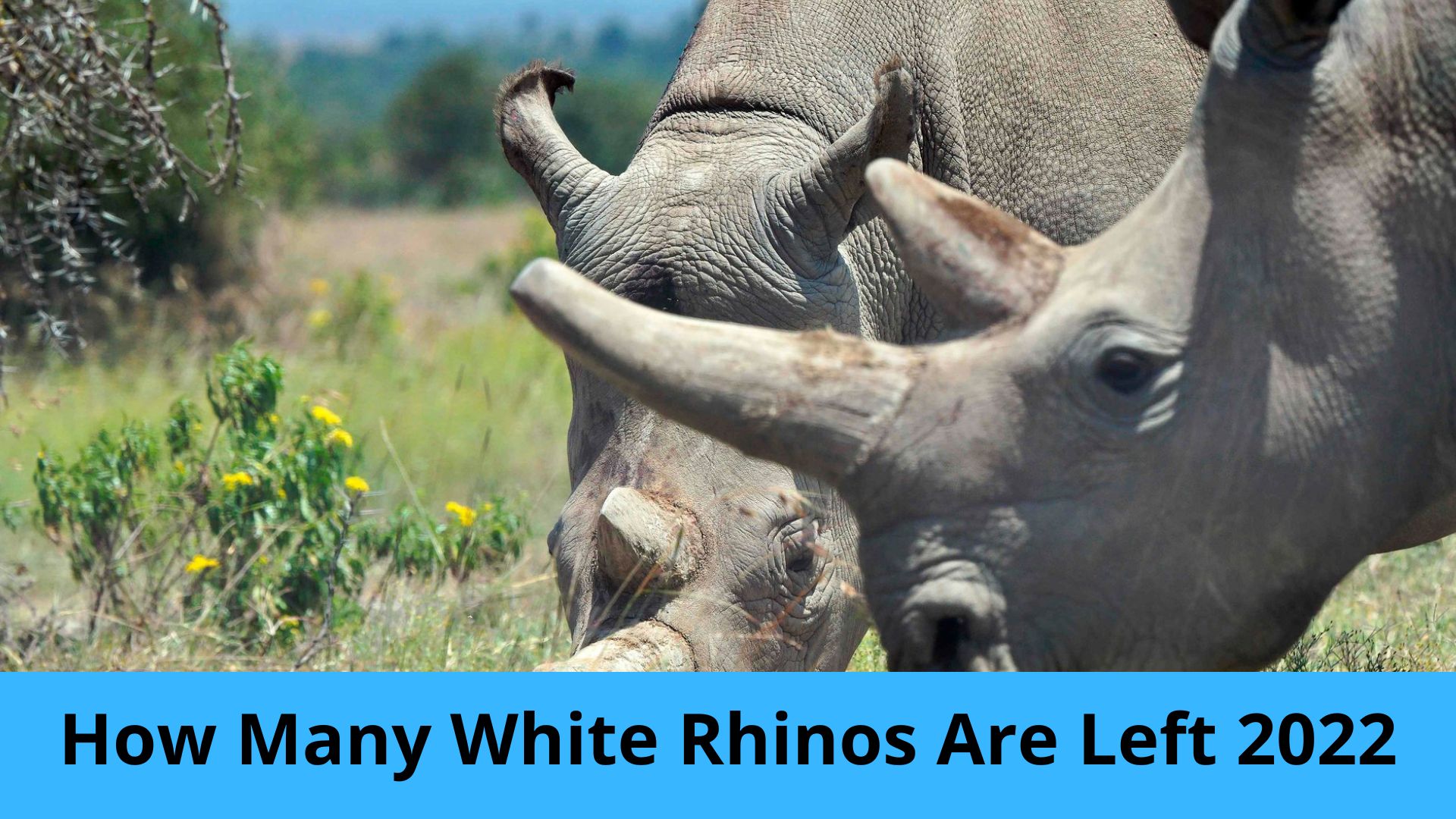 How Many White Rhinos Are Left 2022 {July2022} Know The Complete Incident!